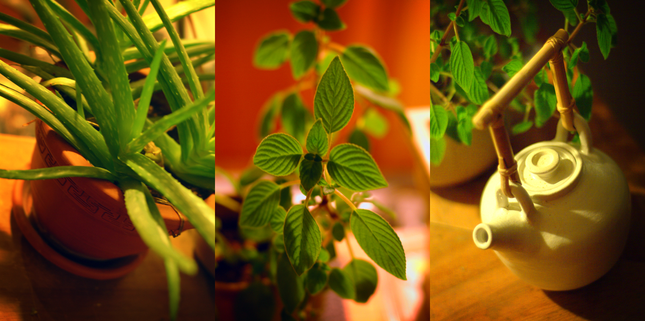 Teapot & House Plants